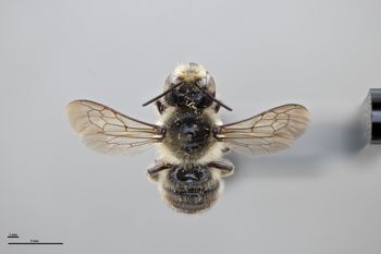 Media type: image;   Entomology 790033 Aspect: habitus dorsal view